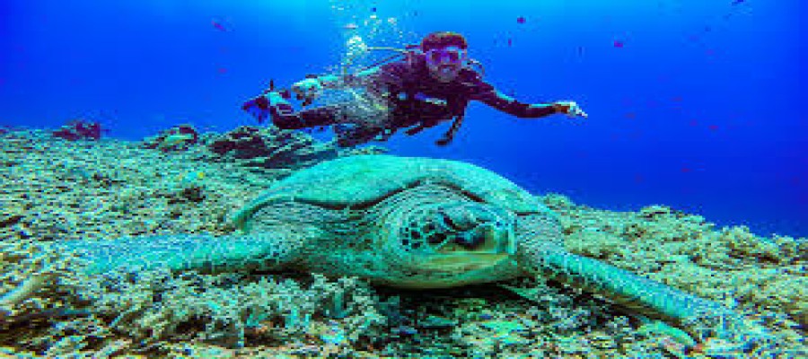 Ini merupakan demo website